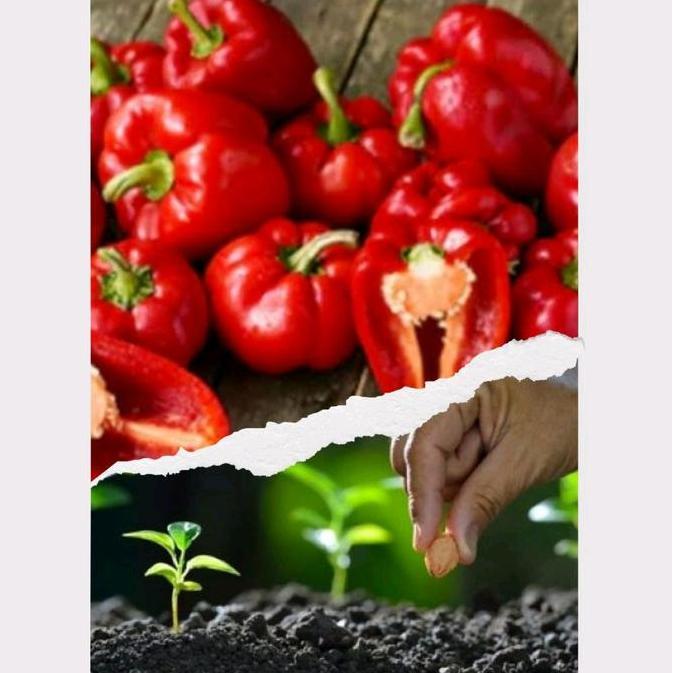 20 Butir Benih Paprika Warna Merah Besar Allshop