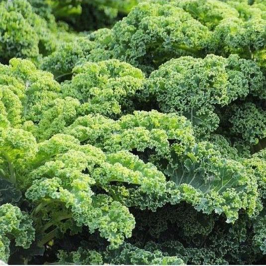 25 Benih Bibit Kale Gruner / Kale Kriting Import - Bibit Sayuran Benih Selada Pakchoy Bayam Allshop