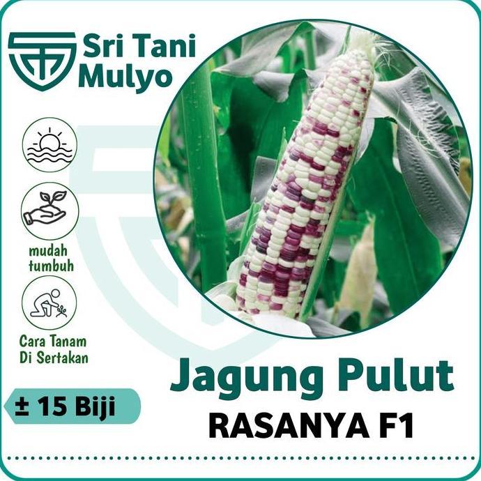 15 Biji - Benih Jagung Ketan Rasanya F1 - Jagung Belang Jagung Hitam Putih - Jagung Hibrida Allshop