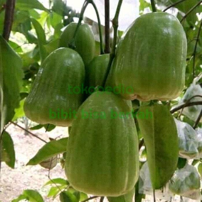 bibit tanaman jambu air sudah berbuah berbunga pohon buah