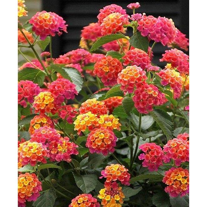 Benih Bibit Biji Lantana Camara Bunga Tahi Ayam Tembelekan Flower Seeds Import Allshop