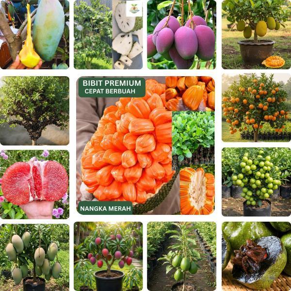 Bibit Buah pohon Paket Lengkap Hasil Okulasi Cepat Berbuah Mangga Kiojay Nangka Merah Mangga Irwin C