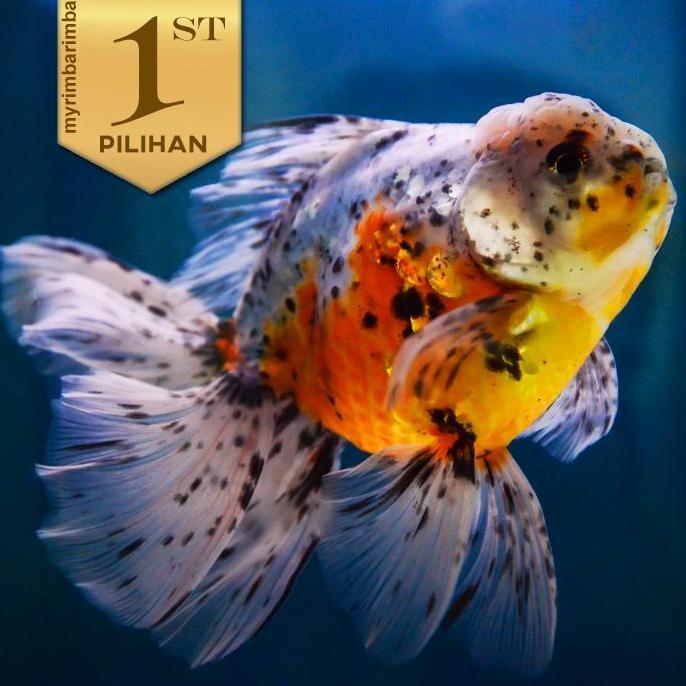 Koki Oranda Calico (L) Ikan Hias Kolam Hiasan Aquarium Tanaman Air