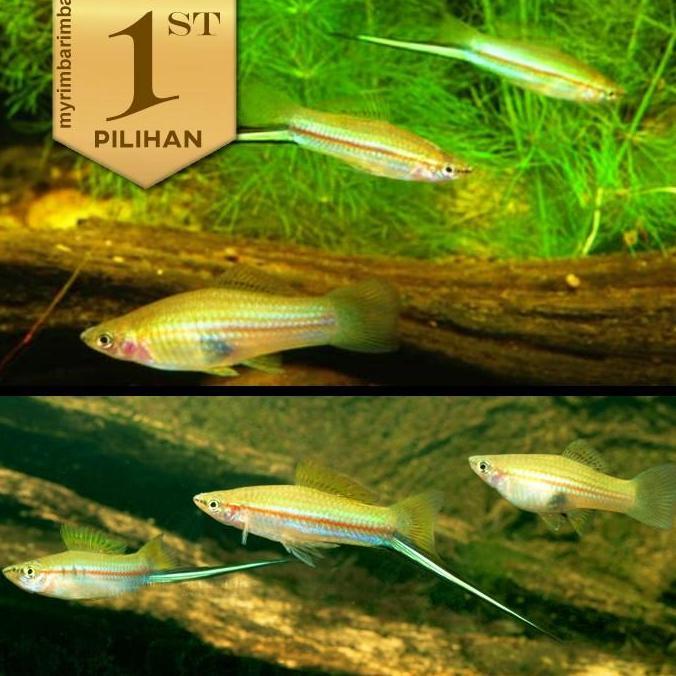 Paket Koloni (isi 10) Platy Pedang Hijau Swordtail Ikan Hias Aquascape Hiasan Aquarium