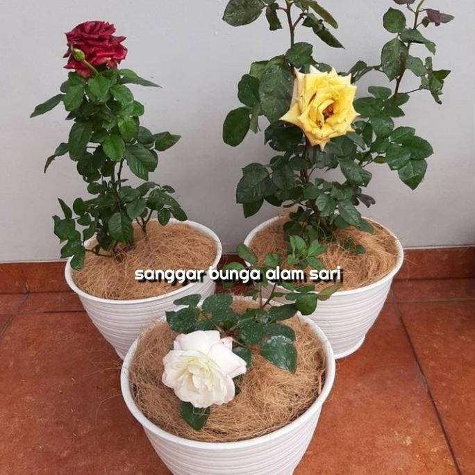 Pilihan- Tanaman Hias Bunga Mawar + Pot Tawon Dan Serabut
