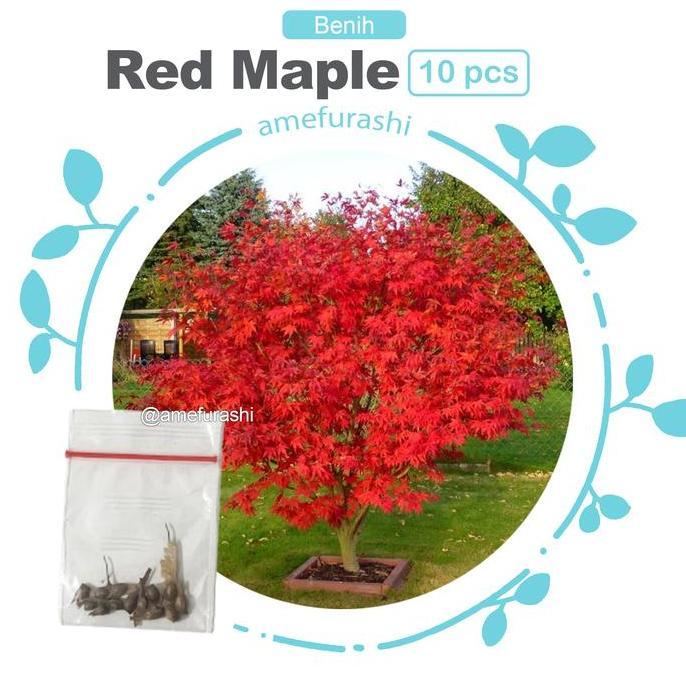 Pilihan- Benih Biji Red Maple Jepang Inazuma Tree Red Maple Pohon Maple Unik