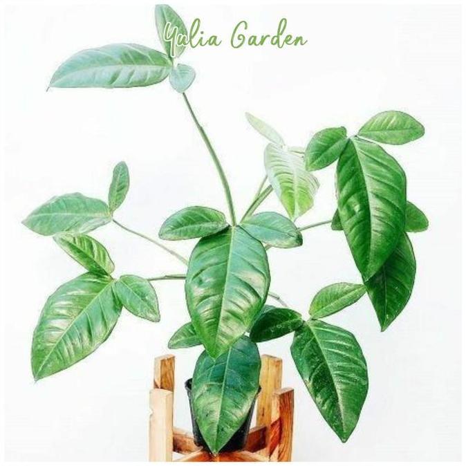 Bibit Tanaman Syngonium Vine Hijau / philodendron Goeldii philo