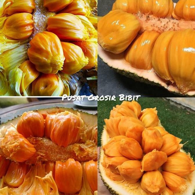 bibit cempedak king asli valid