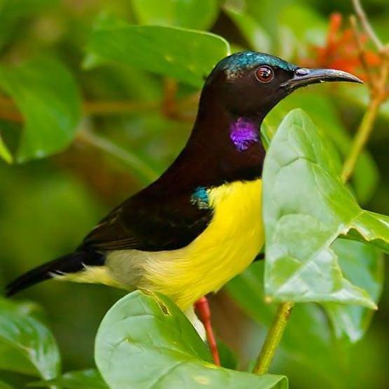 Burung Kolibri Kelapa Pilihan