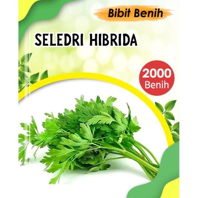 2000 Biji Benih Sayuran Seledri Hibrida - Bibit Sayuran Seledri