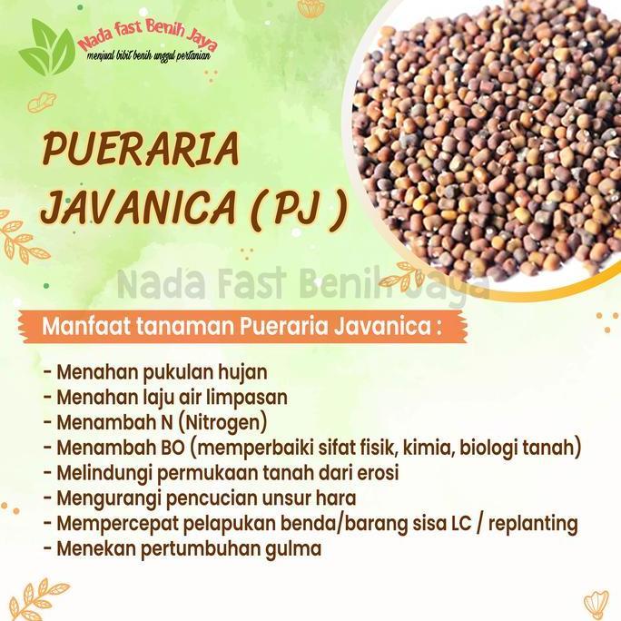 Benih Pueraria Javanika Pj 1 Kg / Bibit Kacang Kacangan Pj Tanaman