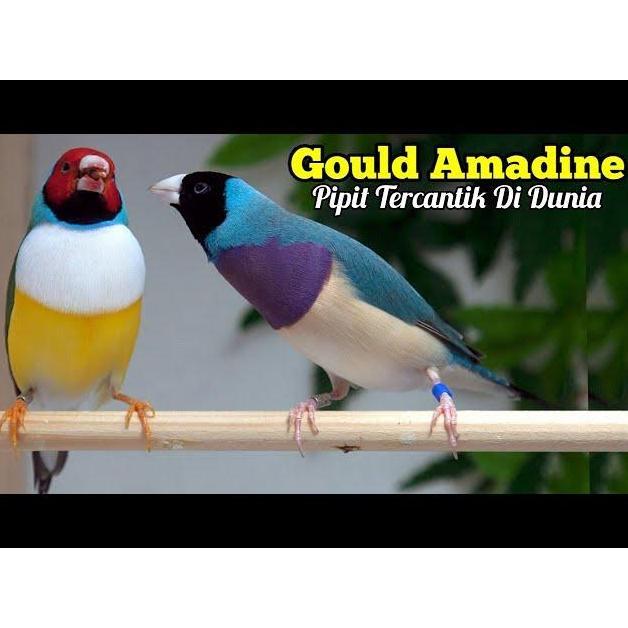 UNIQUE - FIRST AID 240 ML KICAU LARUTAN OBAT BURUNG SETARA MARVEL AID