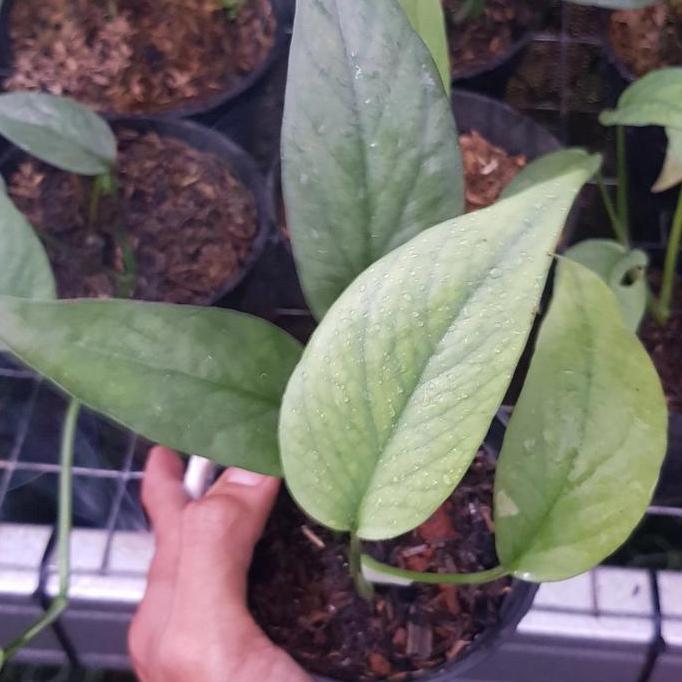 philodendron cebu blue ori / tanaman hias cebu blue