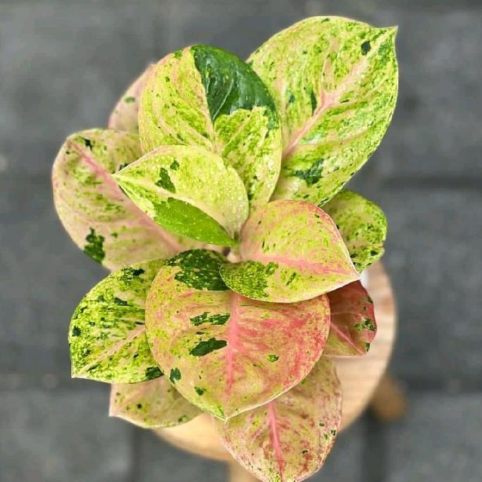 Tanaman Hias Aglonema Emerald - Aglonema Emerald
