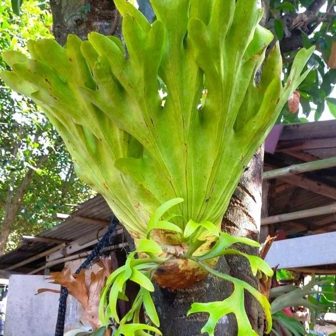 Tanaman hias kadaka platycerium coronarium - Kadaka gantung coronarium