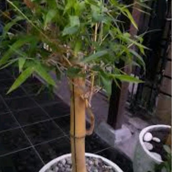 Tanaman hias bambu kuning hoki. bambu hoki