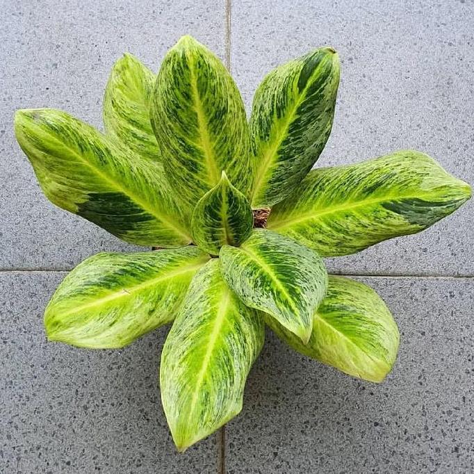 Tanaman Hias Aglonema Sundrop - Aglonema Sundrop