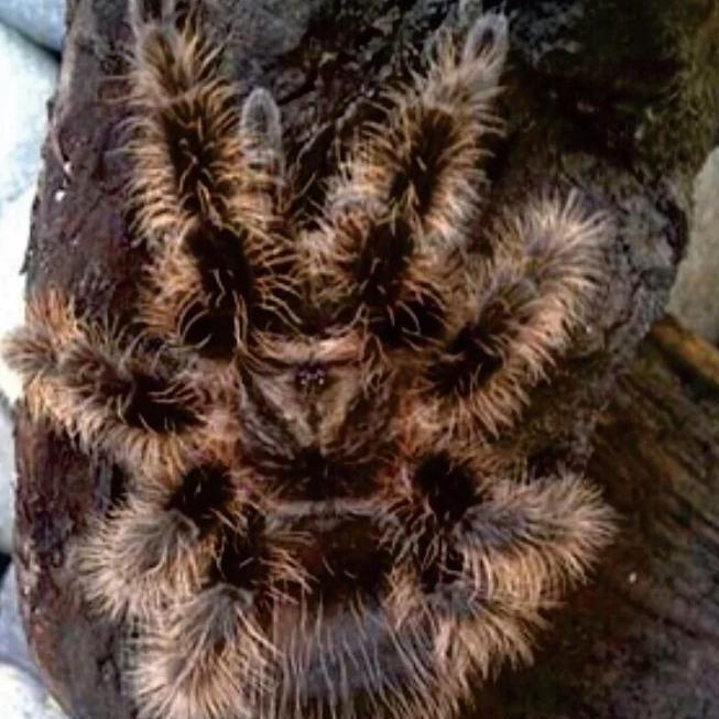 Multijoana - Brachypelma Albopilosum Honduran Sling Tarantula