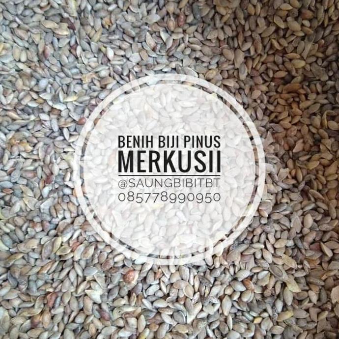 Benih Biji Pinus Merkusii 1kg