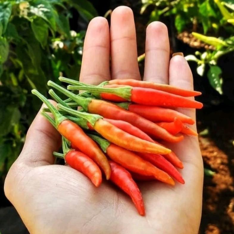, 100 Biji Cabe Dewata 43 F1 | Bibit Cabe Rawit Dewata F1 | Benih Cabai Rawit ,