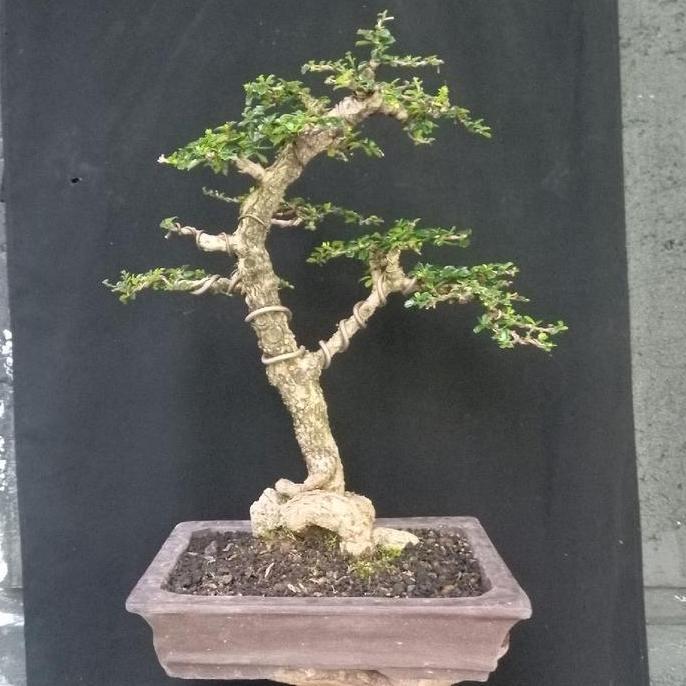 bonsai hokiantea micro imut