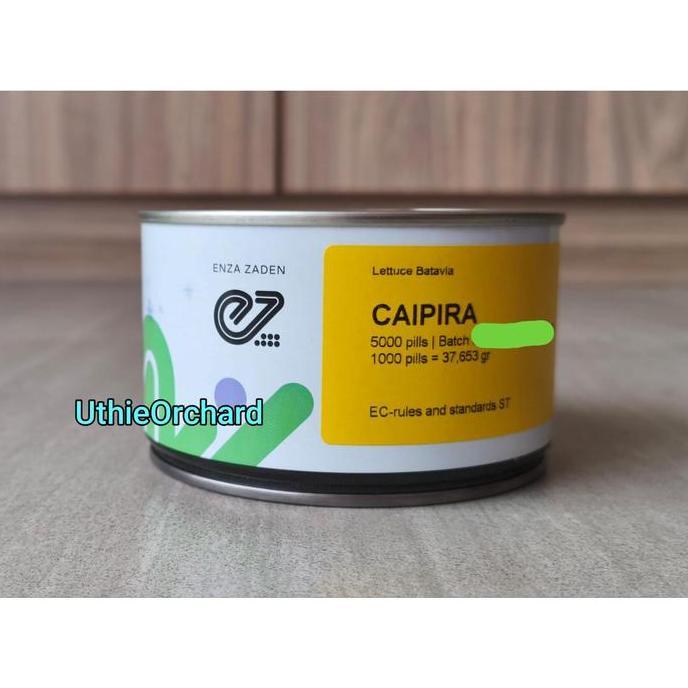 Benih Enza Zaden - Selada Batavia Caipira Kemasan 5000 pills