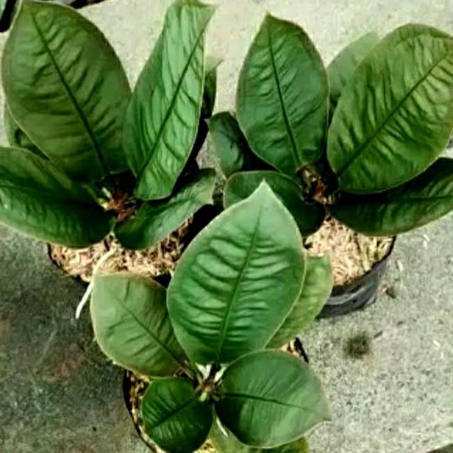 Anthurium Neo Superbum / Anthurium Superboom Neo Size Medium to Large
