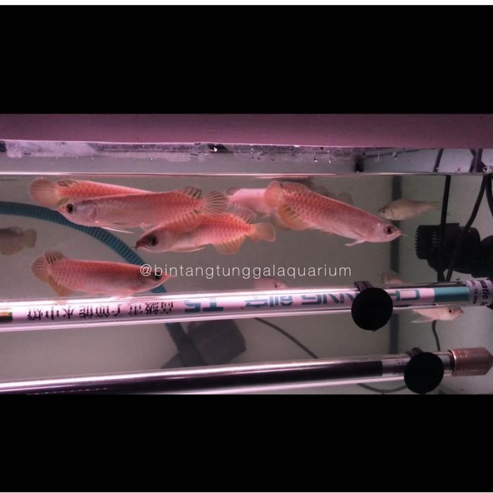 Arowana banjar red / arwana banjar red 12cm