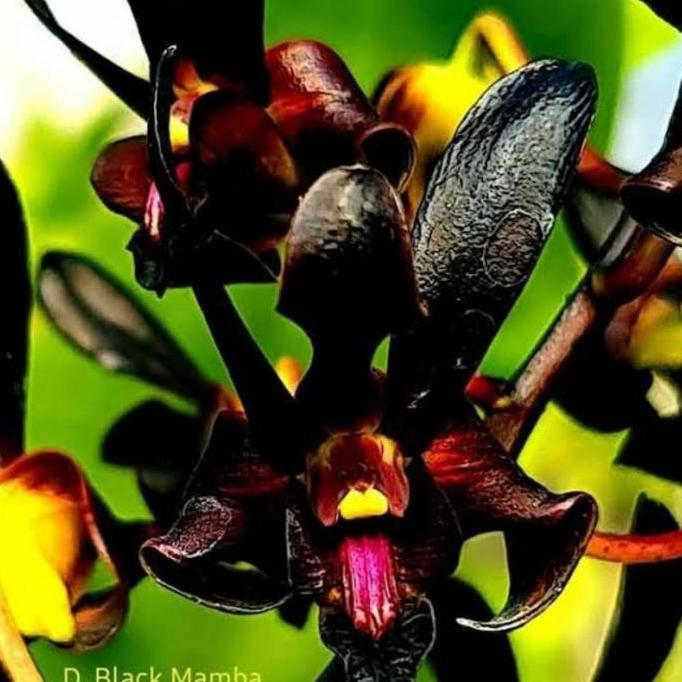 Pirc- Dendrobium Black Mamba Vian