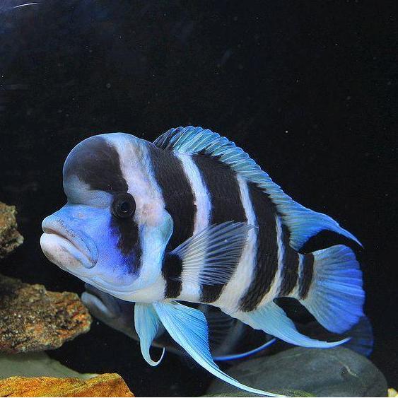 IKAN CICHLID FRONTOSA BURUNDI