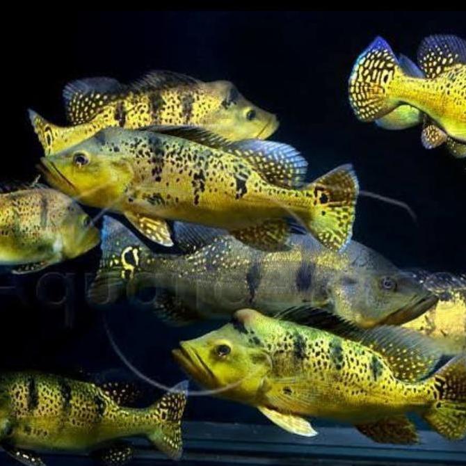 PEACOCK BASS KELBERY BAHIA
