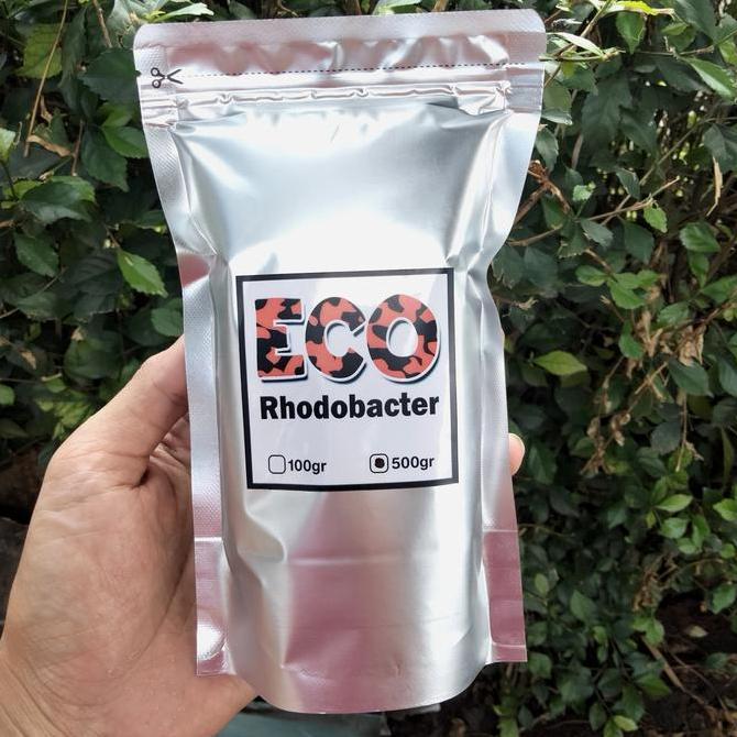 RHODOBACTER BAKTERI OXYGENIC PROBIOTIK KOLAM IKAN
