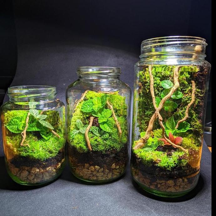 TERRARIUM JAR KIT | TERRARIUM TOPLES KIT | PRAKTIK TUGAS SEKOLAH TS