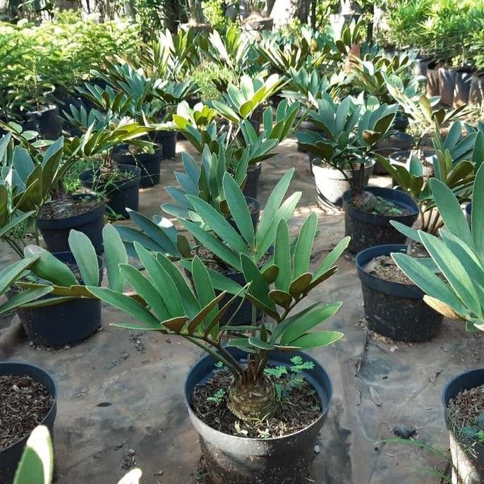 Tanaman hias zamia furfuracea