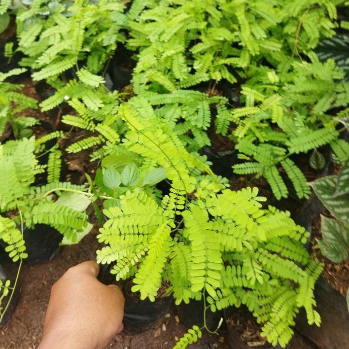 Promo Tanaman Herbal - Tanaman Obat - Tanaman Merambat Daun Saga - Pohon Saga Cod