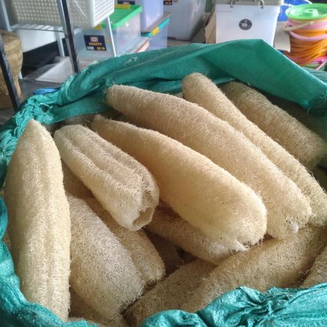 Kxkxk- Sabut Oyong / Sabut Cuci Piring / Sikat Oyong / Gambas Ukuran Besar (Panjang +-30Cm