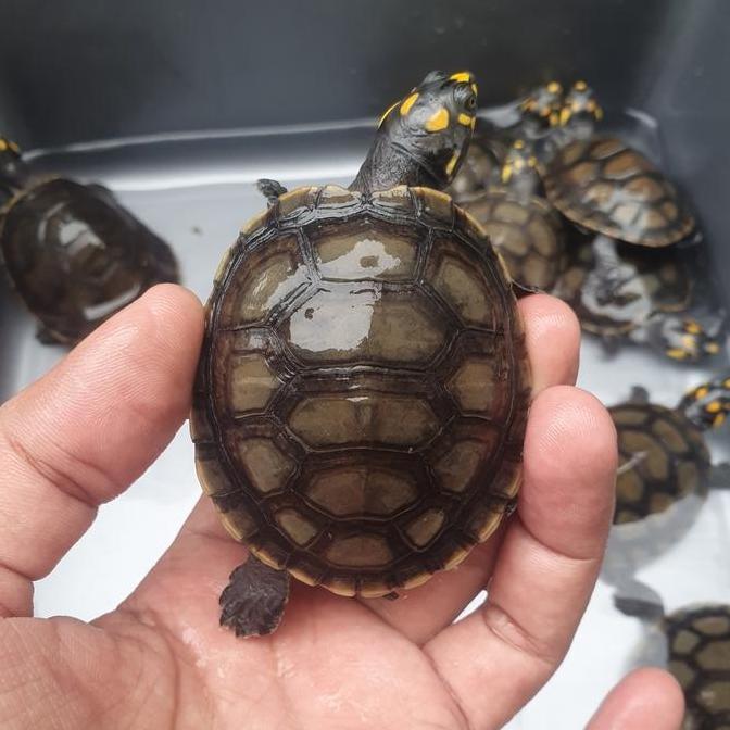 Unifilis Turtle / Kura Badut / Kura Air