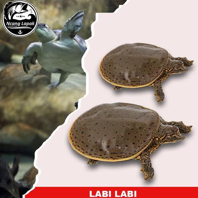 kura kura bulus labi labi