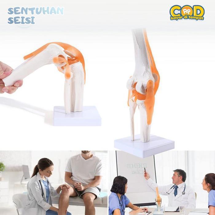 Bisa COD Human Knee Joint Model Belajar Medis Model Anatomi Sendi Lutut Knee Joint Anatomi Sendi Lut