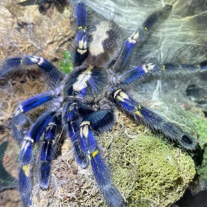 tarantula poecilotheria metallica adult