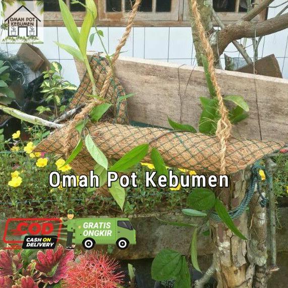 Readyyy pot pohon rambat panjang sabut kelapa