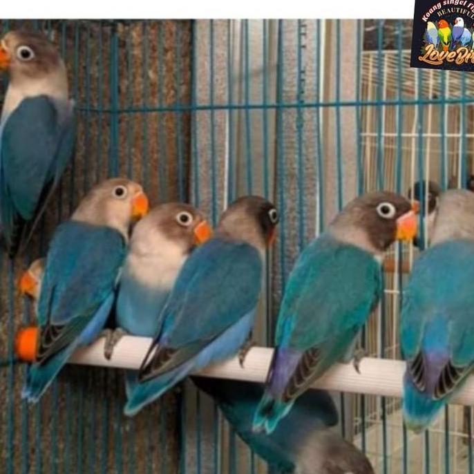 KHUSUS GO-JEK Burung lovebird biru cobalt murah berkualitas murah