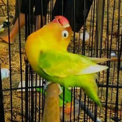 TANGKRINGAN LOVEBIRD KONSLET TANGKRINGAN KONSLET OVAL LOVEBIRD murah