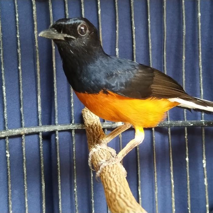 Khusus Go-Jek Burung Murai Bordan Gacor ( Medan X Borneo) New Stok