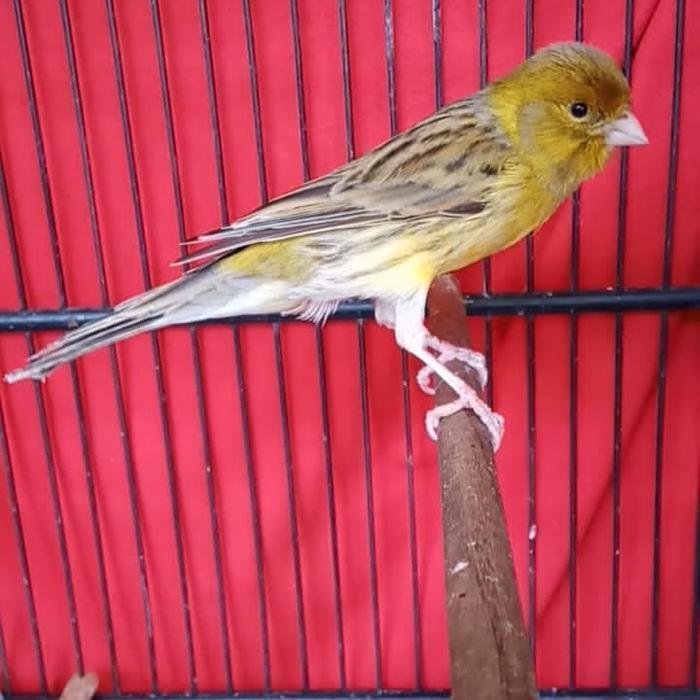 Burung Kenari Afs Gacor Durasi Panjang Cengkok Unik New Stok