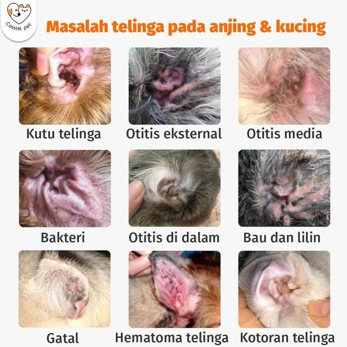 cassiel pet obat tetes telinga kucing anti peradangan saluran telinga anti earmites conge gatal dan 