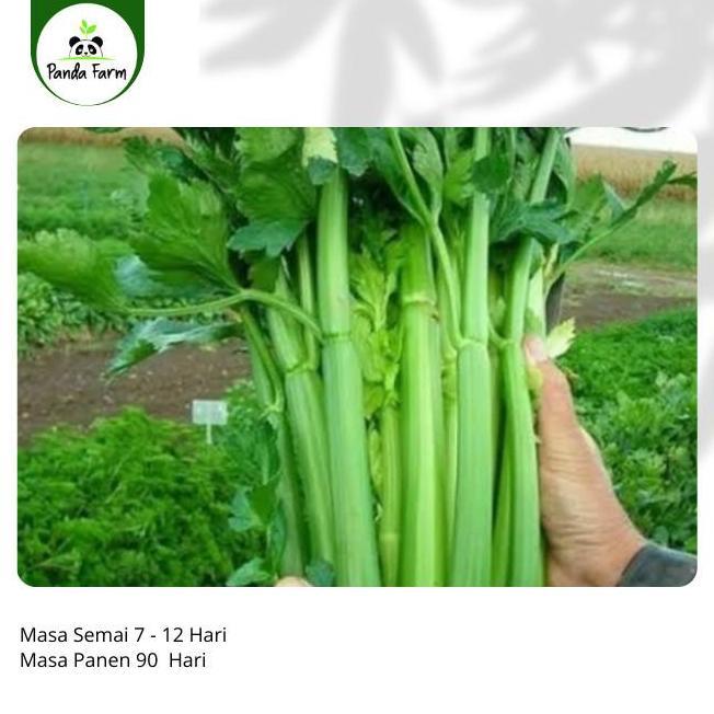 isi 50 biji benih bibit Seledri Super Import Asia
