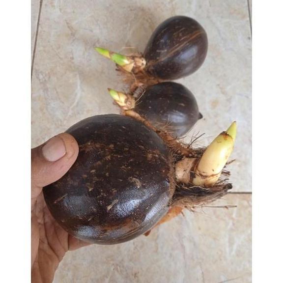 Bonsai Kelapa/Bahan Bonsai Kelapa/Bonsai Kelapa Gading/Bonsai minion