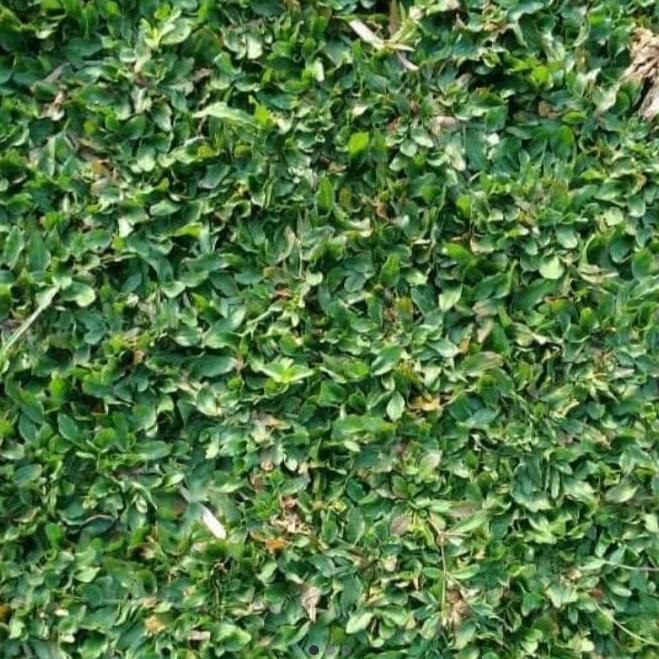 Rumput Gajah / Rumput Gajah Mini