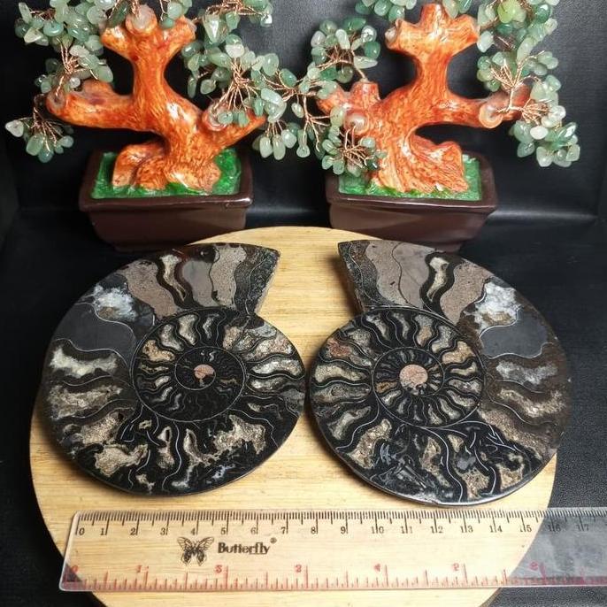 TERBARU - Batu Natural Fossil Keong Black_Ammonite Sepasang (1)
